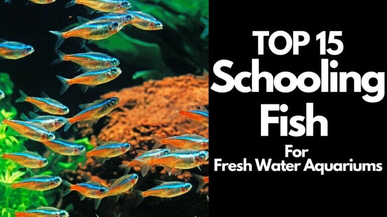 Best Freshwater Fish for Acqariums