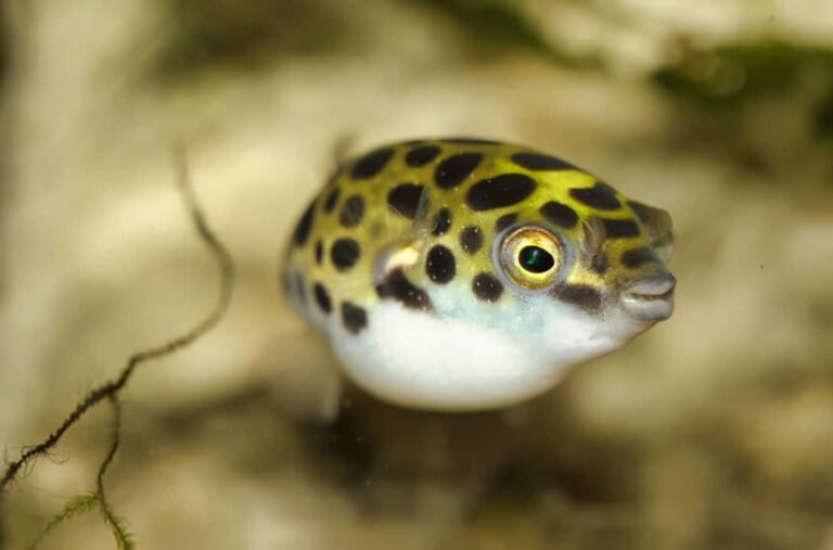 Best Freshwater Puffer for Beginners