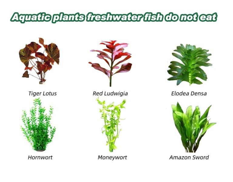 Freshwater Fish Tank Plants