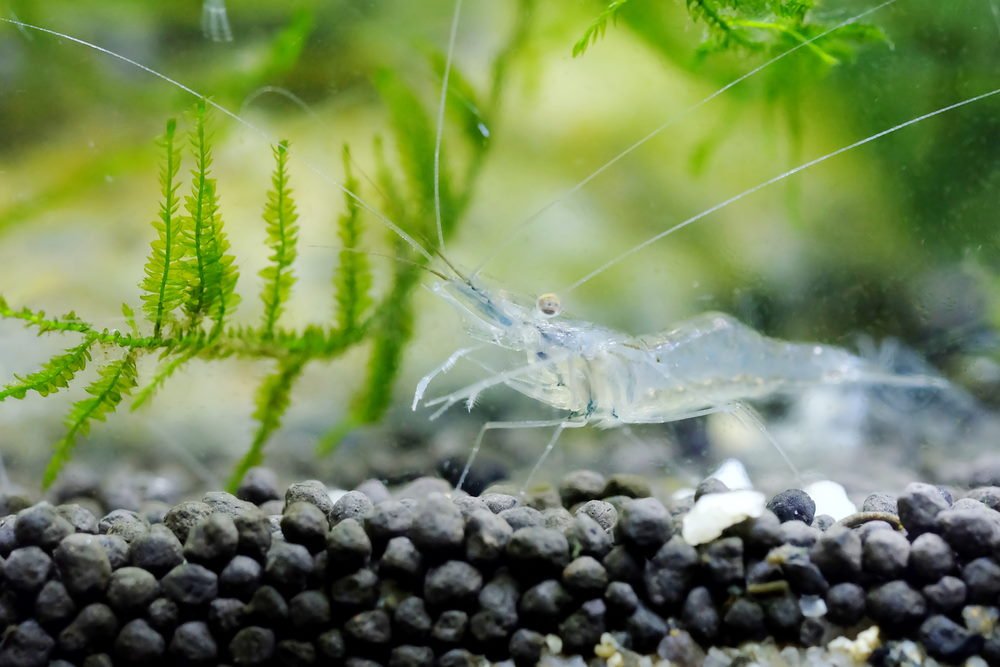 Freshwater Shrimp for Fish Tank