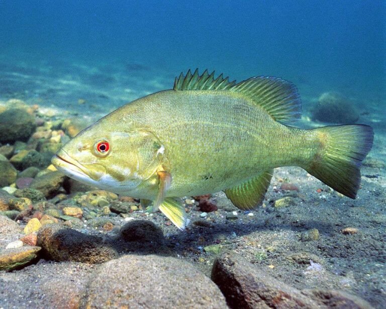 How Long Does a Bass Fish Live