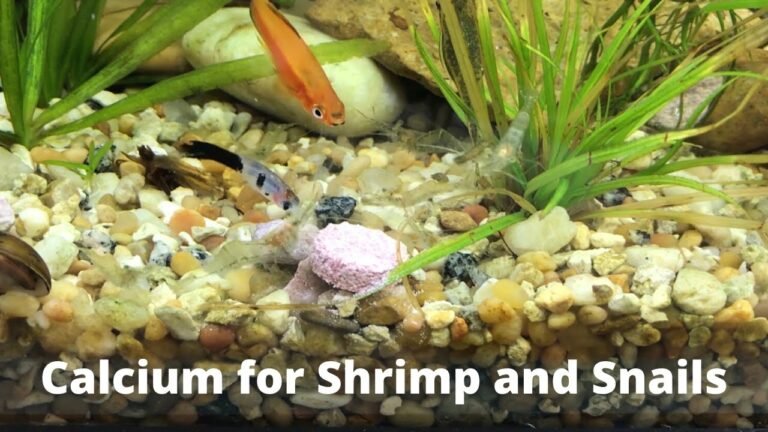 How to Add Calcium to Freshwater Fish Tank for Shrimp