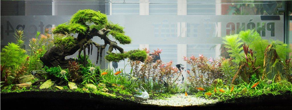 How to Clean Freshwater Fish Tank Plants