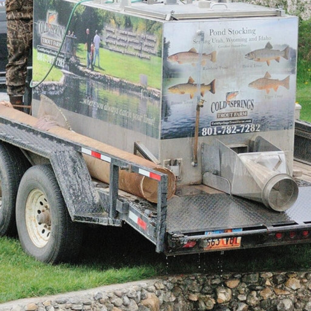 Live Trout Fish for Pond Stocking