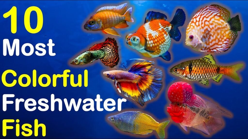 What are the Most Colorful Freshwater Fish