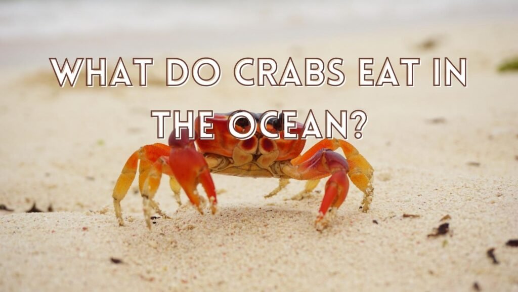 Which Saltwater Fish Eat Crabs