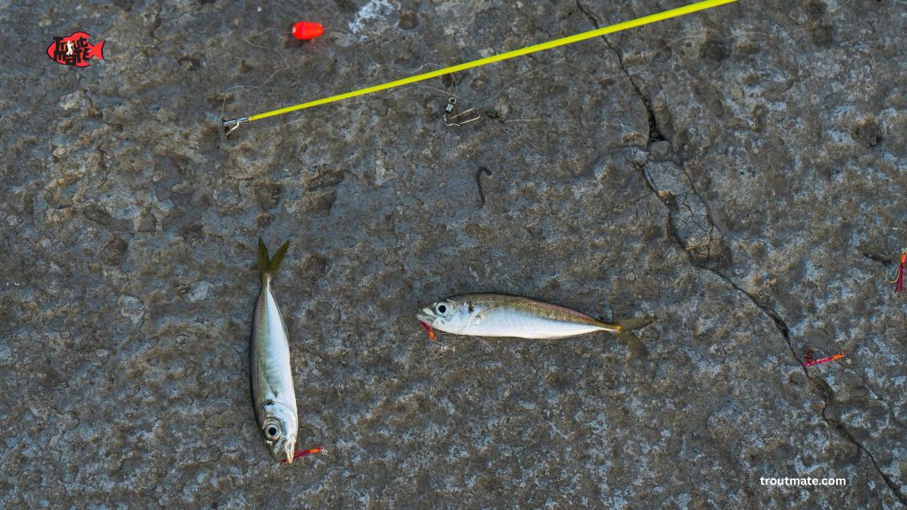 saltwater fishing pole