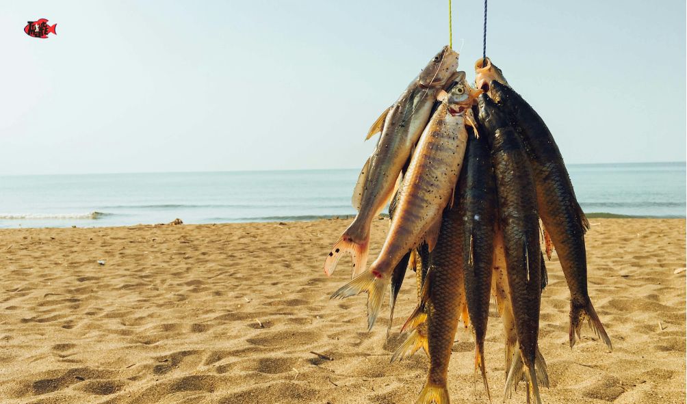 saltwater shore fishing