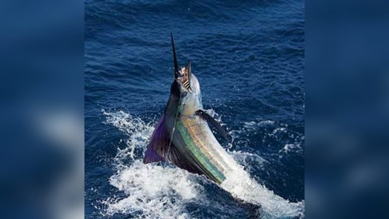 Best Saltwater Fishing in the World: Top 10 Exotic Destinations