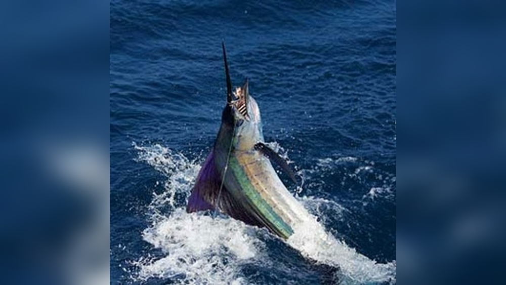 Best Saltwater Fishing in the World: Top 10 Exotic Destinations